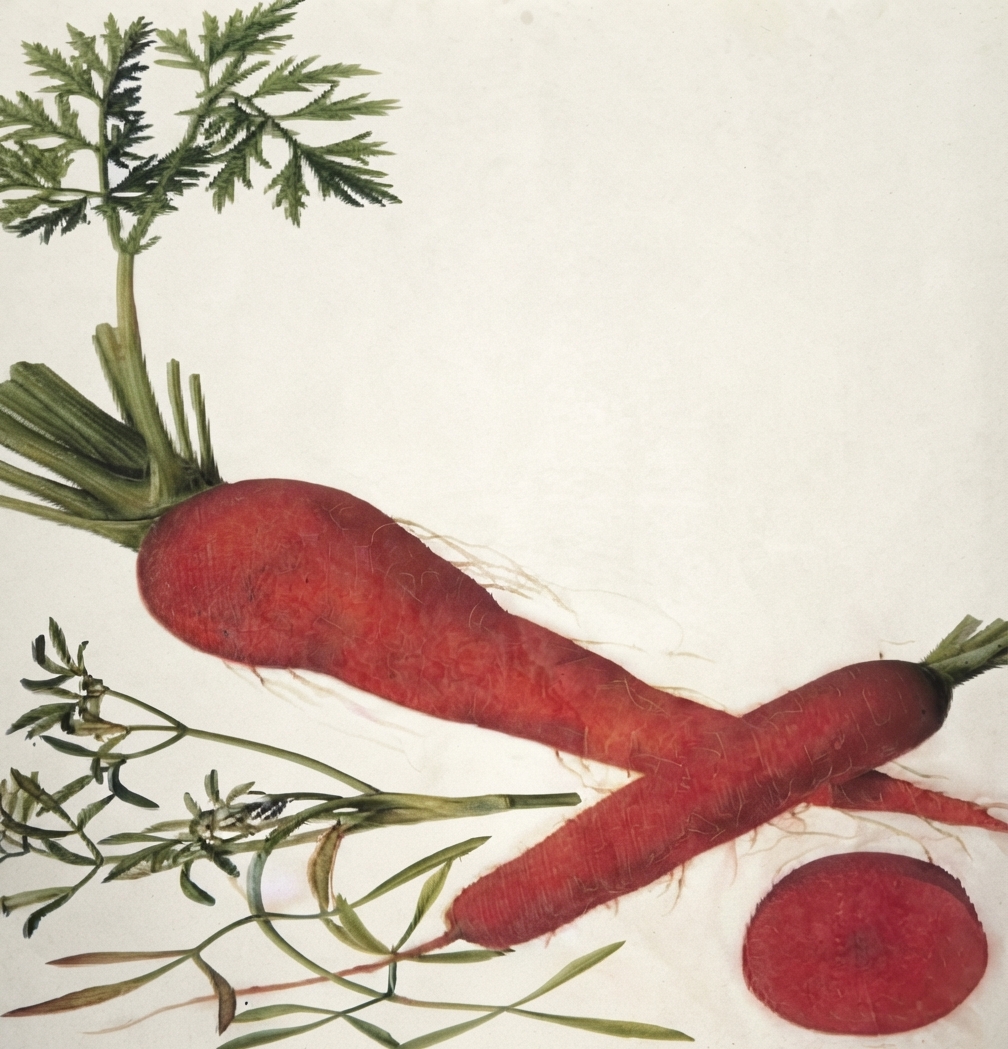 A Tapeworm-Eaten Carrot, Harry Cloud Music